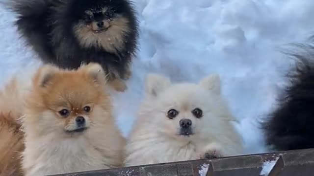 Pomeranian dog cute puppies