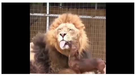 lion best friends is sausage