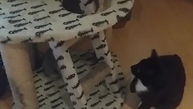 Adult cat puts playful kitten in check