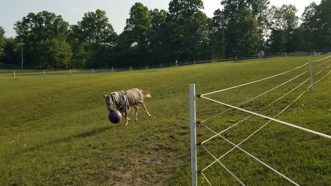 Yogo ball