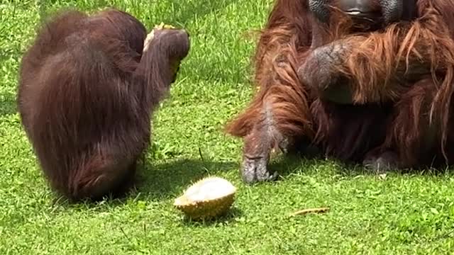 orangutans