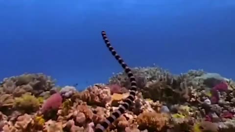 Animal funny videos and bad attack