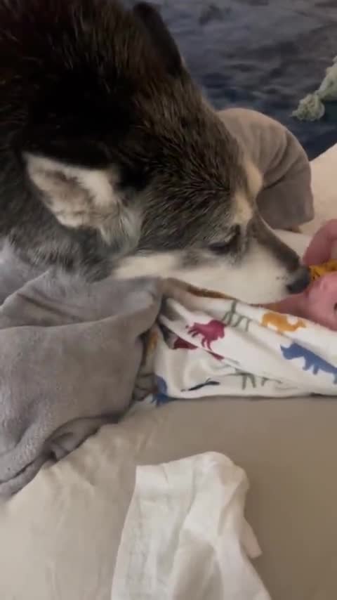 Loving Husky Gently Tucks In Newborn Baby
