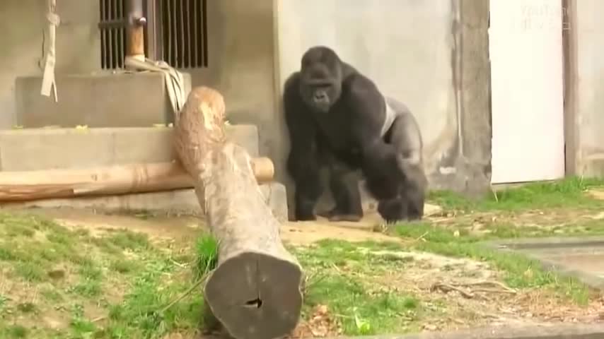 India biggest Gorilla ever...