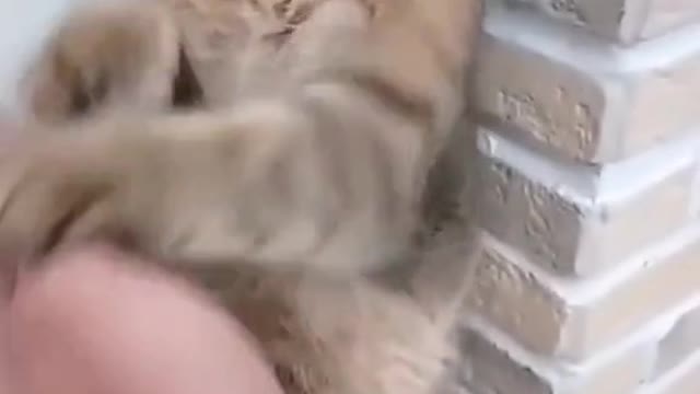 Cute karate cat