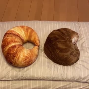 Where the idea for the shape of the croissant came from LOL