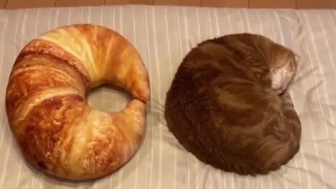 Where the idea for the shape of the croissant came from LOL