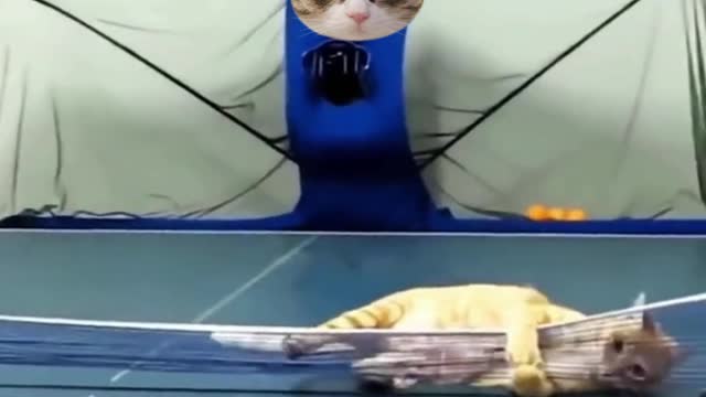 A kitty who can play ping pong, it's so much fun, a happy moment for the pets