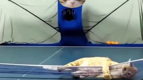 A kitty who can play ping pong, it's so much fun, a happy moment for the pets