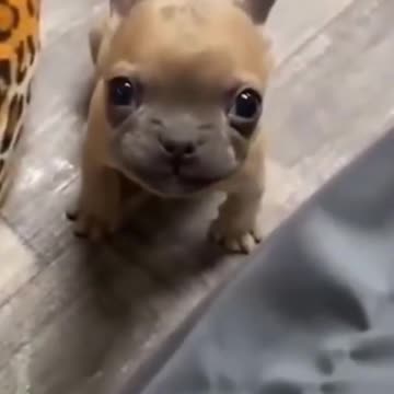 Adorable Baby Pug TALKS back to Owner! Funny Pug Videos