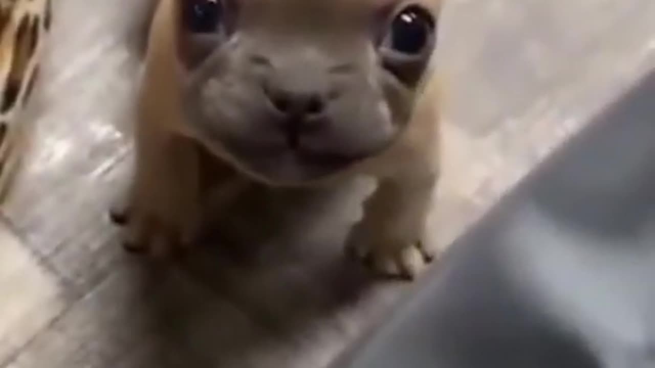 Adorable Baby Pug TALKS back to Owner! Funny Pug Videos