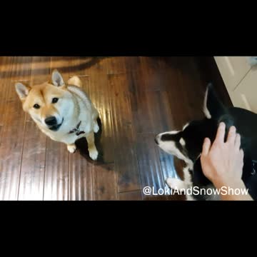 Overly Protective Dog Won't Let Owner Hit Anyone