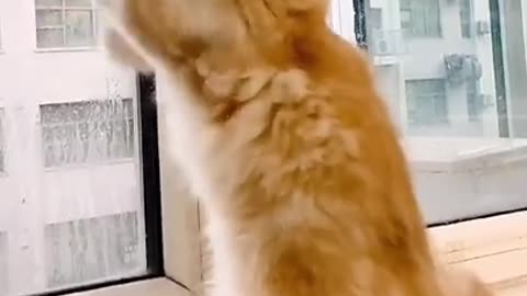 Funny cat fighting