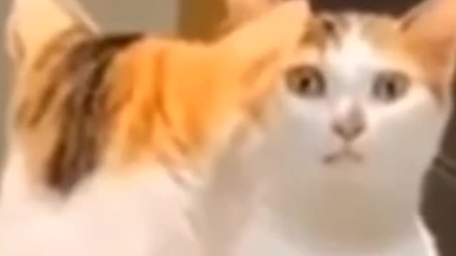 Funny Cat Make Laught