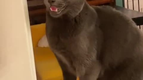 Crazy cat