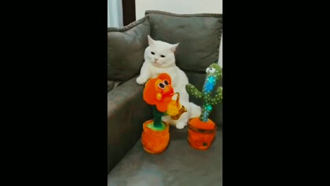 Funny cat video🤪🤪😜😜😜cats nd music