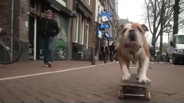 Amazing Dog Tallent