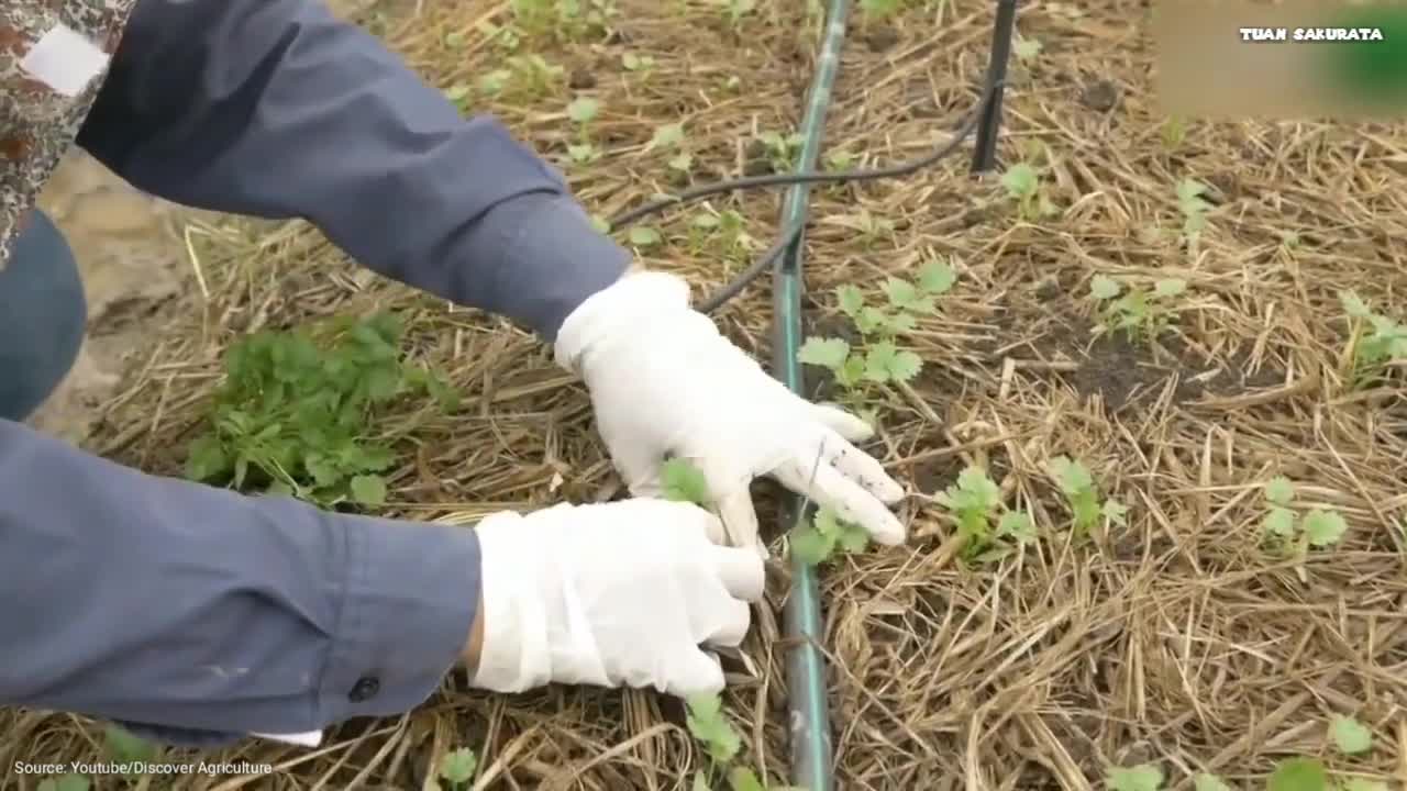 Coriander Farming , Cultivation and Hervesting Amazing Agriculture Technology