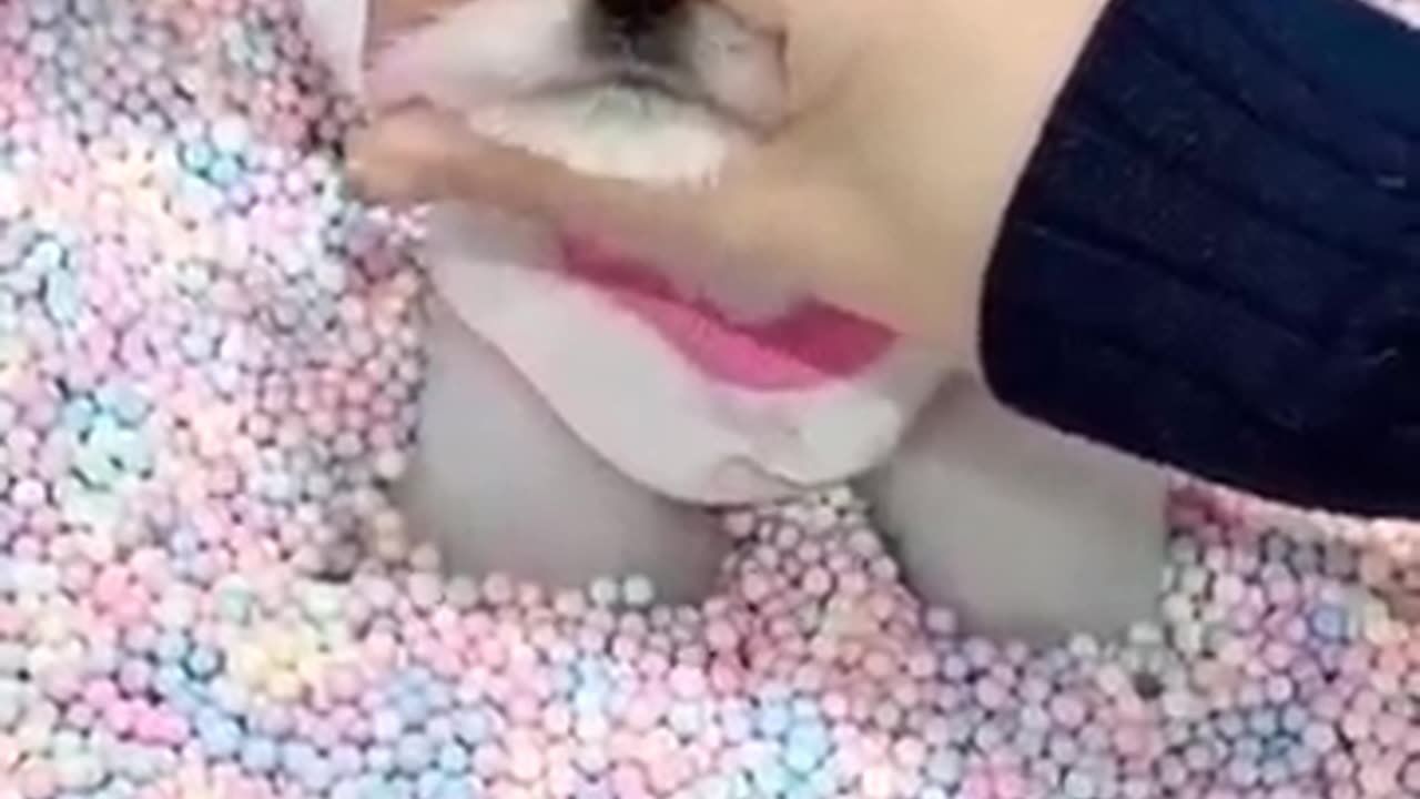 New funny video