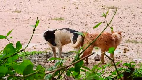 Two Dogs Catch Up and Other Two Barking In Jealous Way