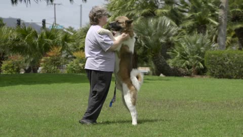 AKITA THE JAPANESE BEAR DOG