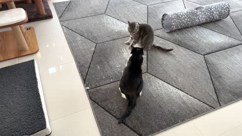 O futuro do animal de estimação fofo