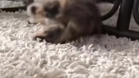 Top funny cute kitten random viral clips 😂