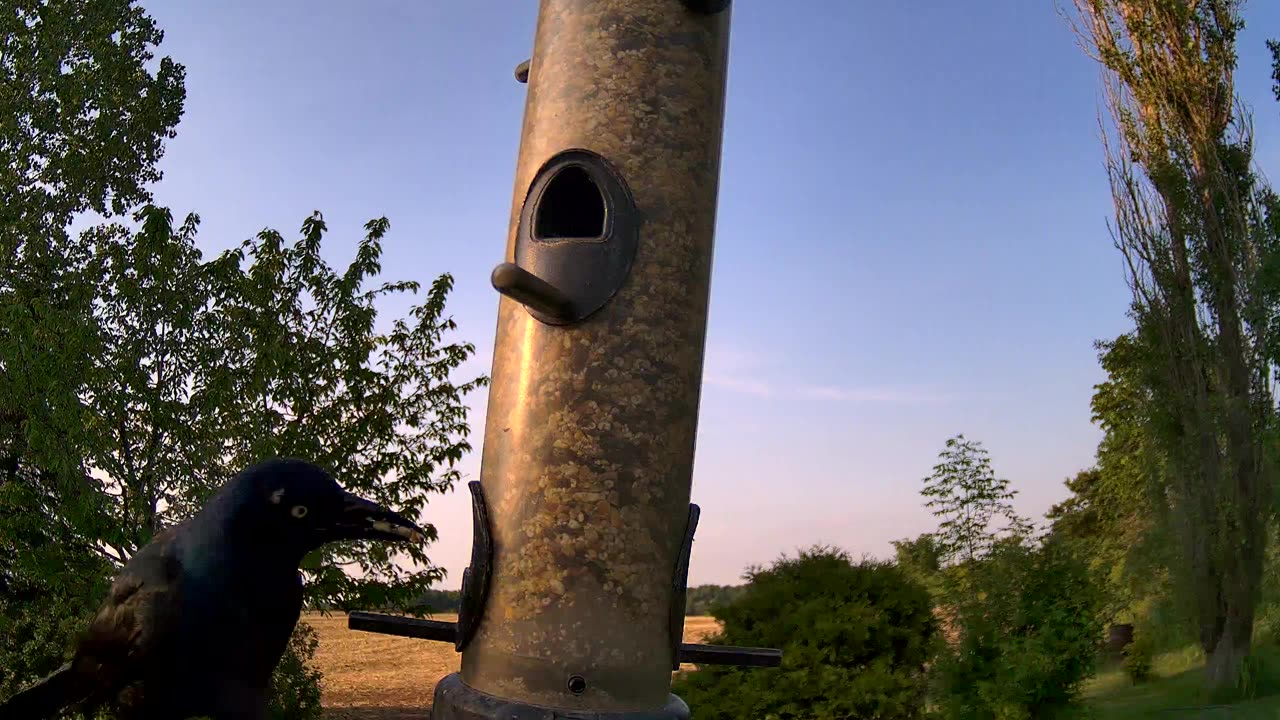 at the feeder - common grackle and mourning dove