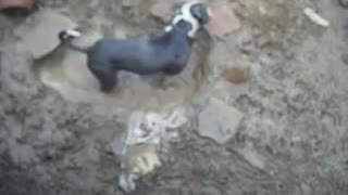 Mud Puddle Pitbull, Caught on Camera