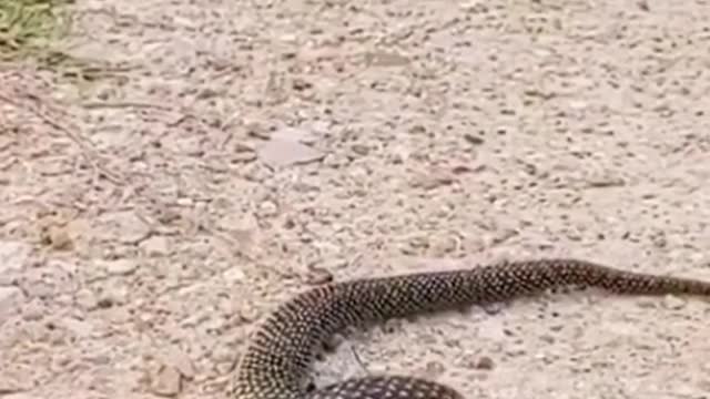 Snake eats snake😱#wildanimals #snake #snakesoftiktok #animals