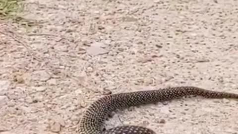 Snake eats snake😱#wildanimals #snake #snakesoftiktok #animals