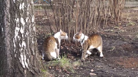 Cats howl!