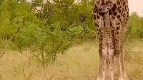 Not today predator!