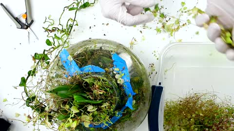 Rare Plant Terrarium Teardown (Crazy Overgrown!) Part 1