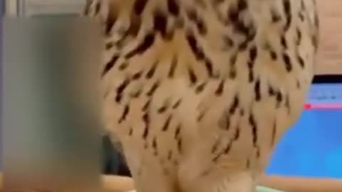 Funny video animals