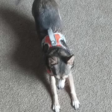 Marley being a good girl..