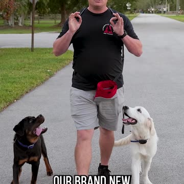 Dog Training Doesn’t Have to Be Expensive