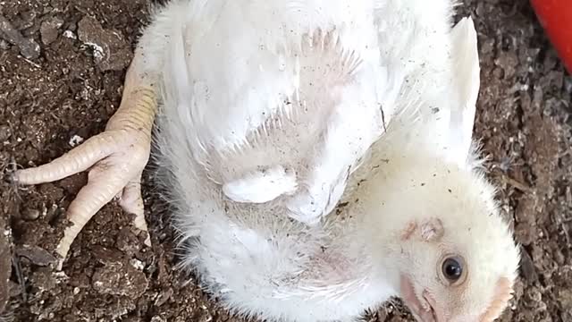 When small cock playing in dust