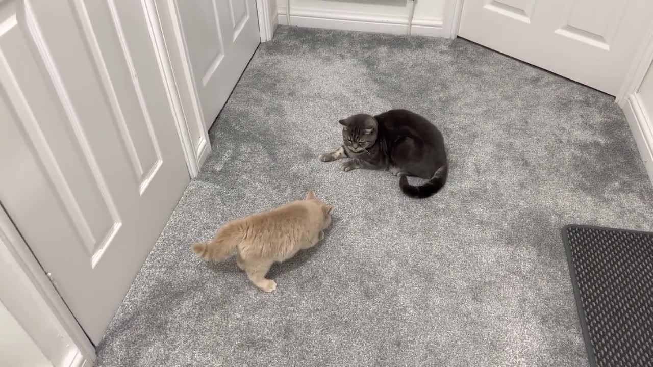 New Kitten Intimidates Cat(3)