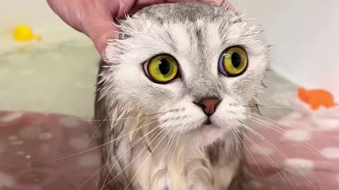 funny cat