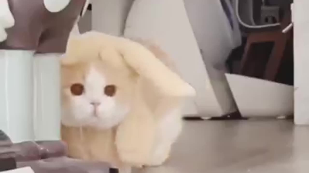 Cutie cat