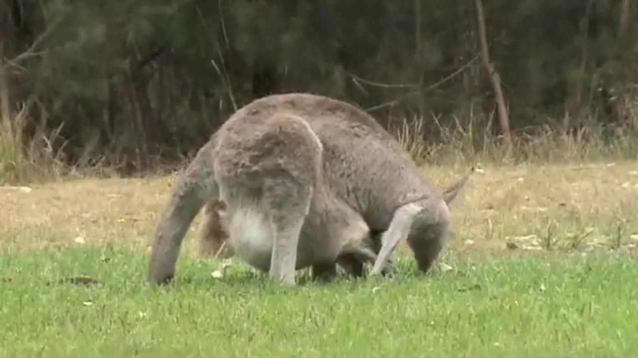 Australian Wildlife- Joey in pouch