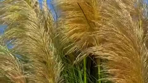 #autumn #wind#grass #foryou #tiktok #beauty #scenery