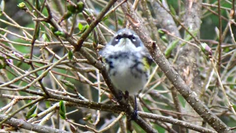 Yellow-rumped warbler