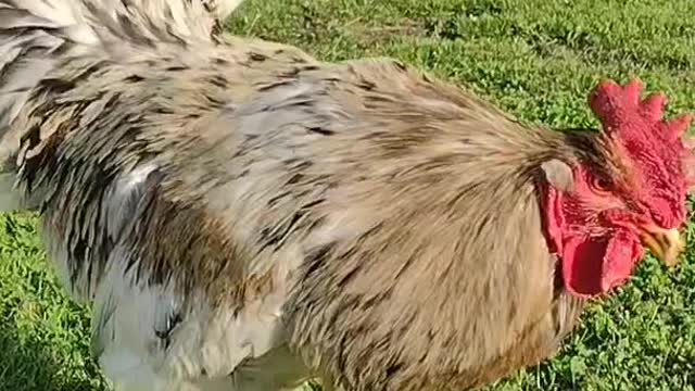 Roosters Rule, Dogs Drool