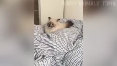 Funny animal videos 🤣😹😹