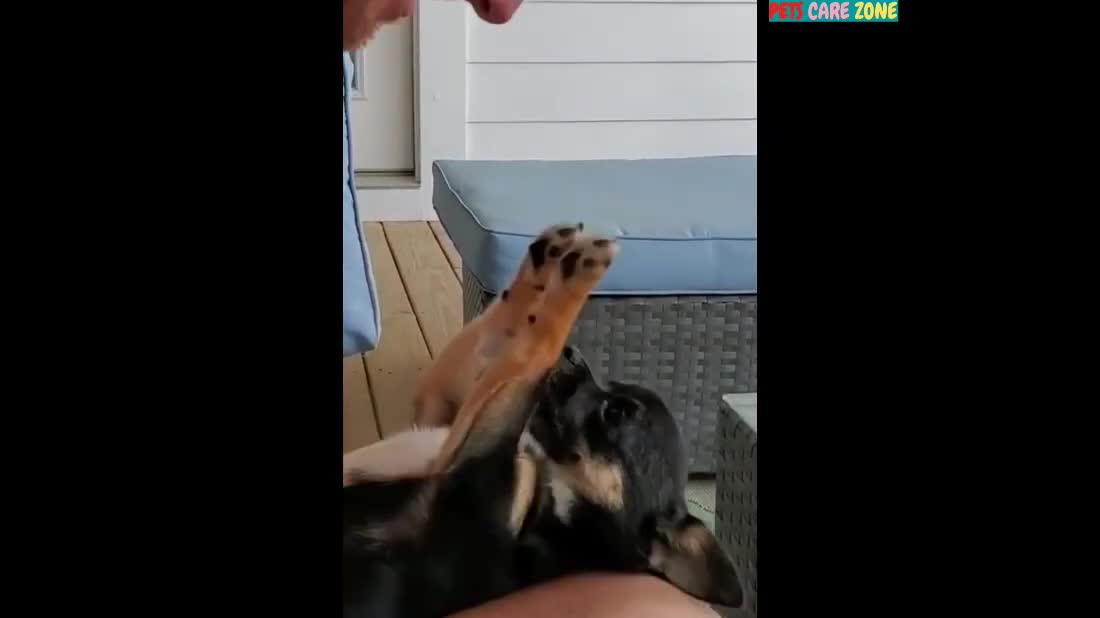 Funny Dogs Compilaation