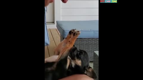 Funny Dogs Compilaation