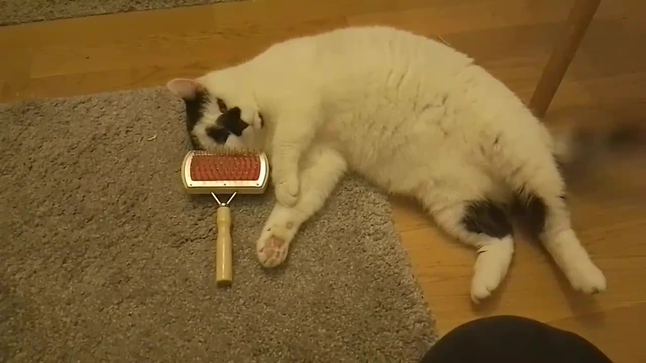 Kitty loves this comb