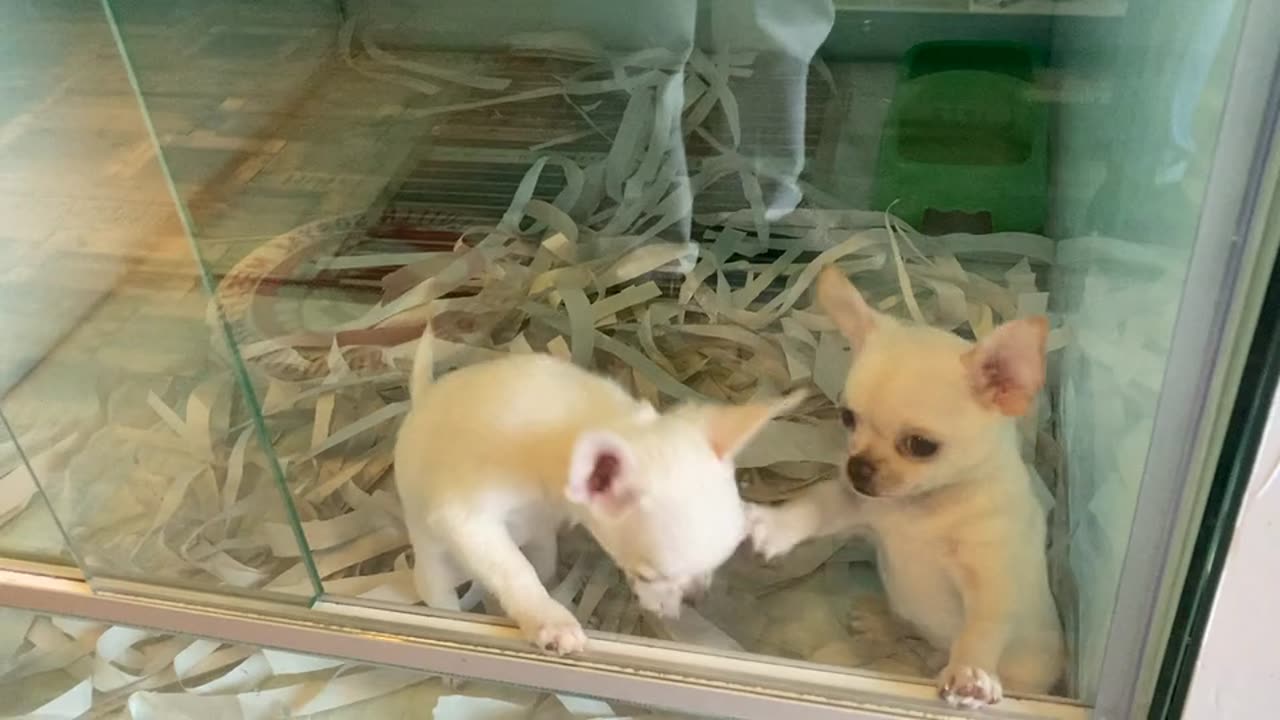 Beautiful Baby Dogs Video